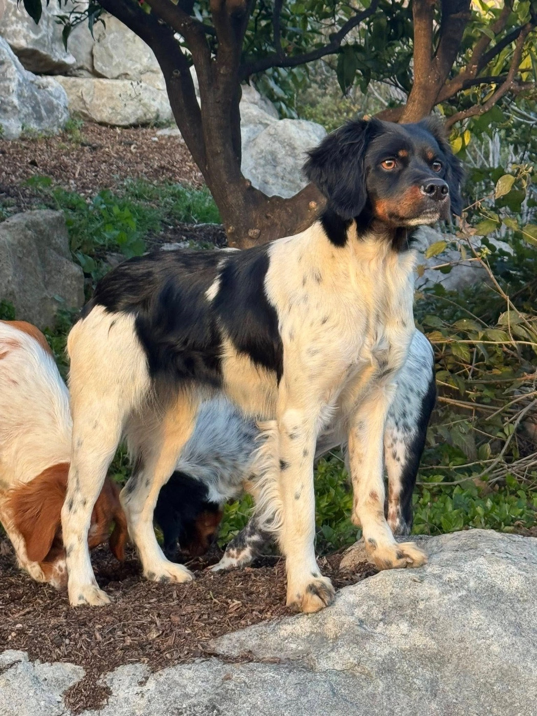 Vanille Du Vallon D'Iron