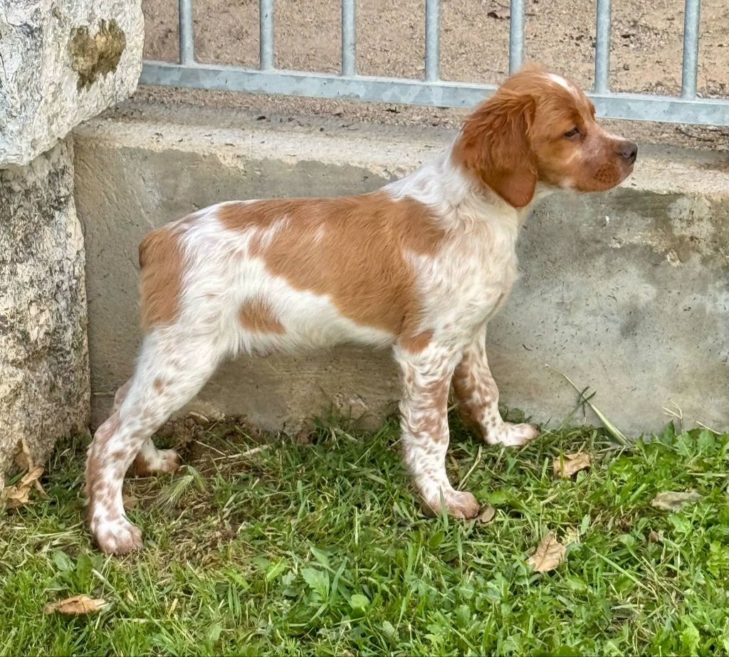 Athos Du Vallon D'Iron