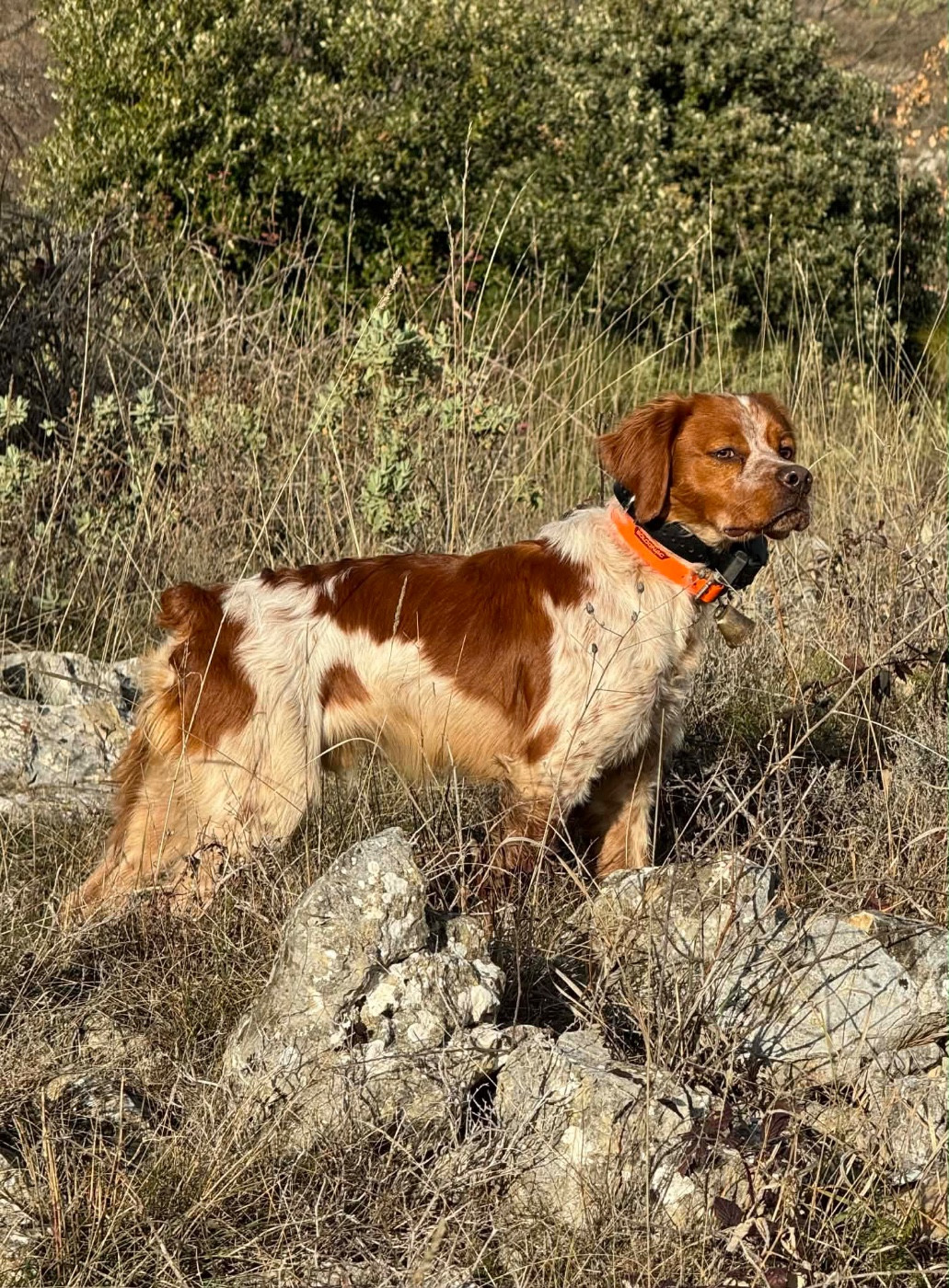 Athos Du Vallon D'Iron