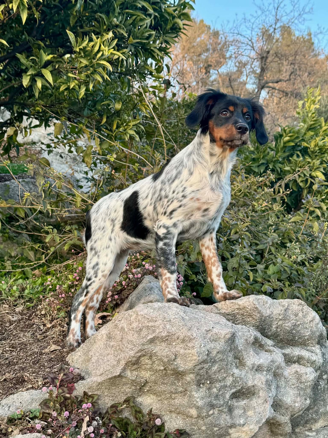 Arwen Du Vallon D'Iron