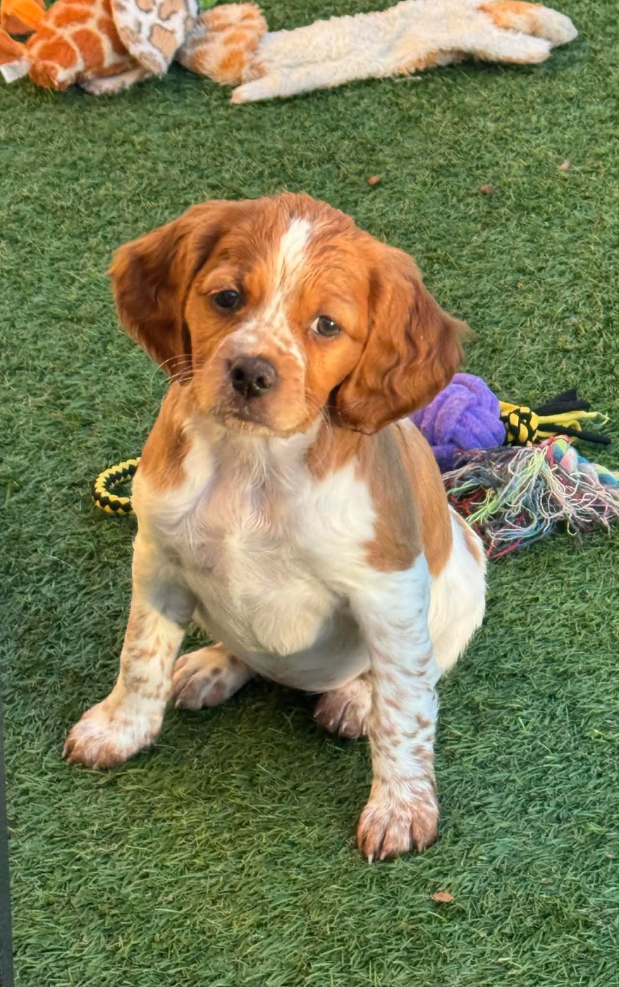 Arya Du Vallon D'Iron