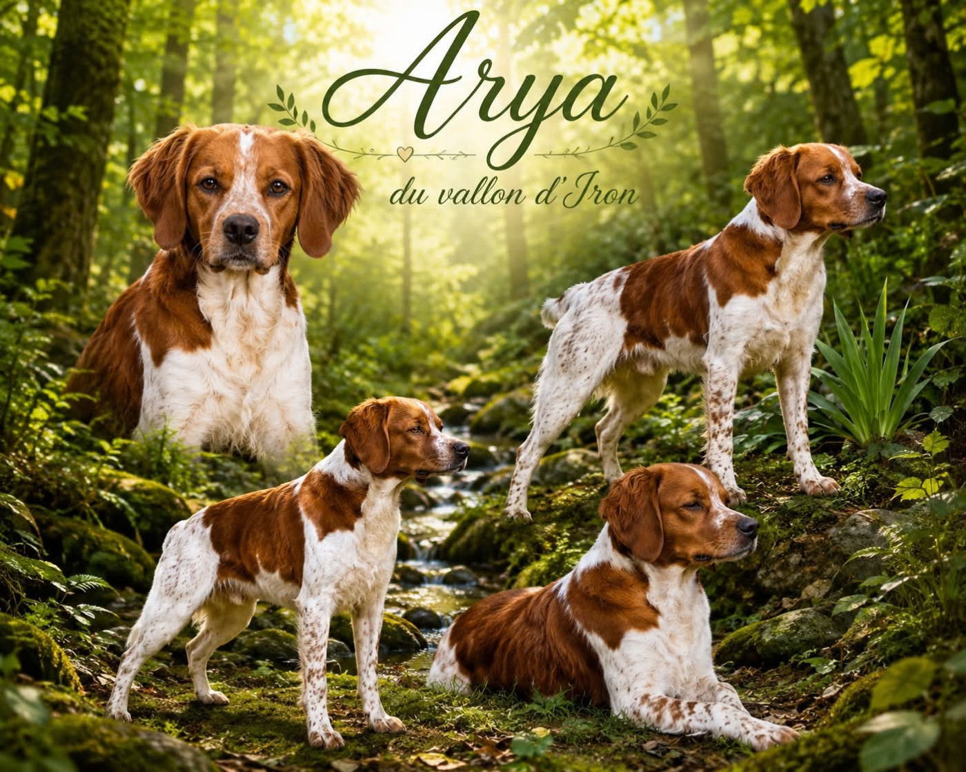 Arya Du Vallon D'Iron