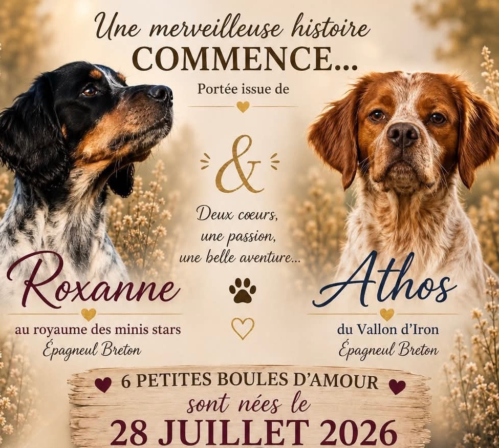 chiots disponibles !