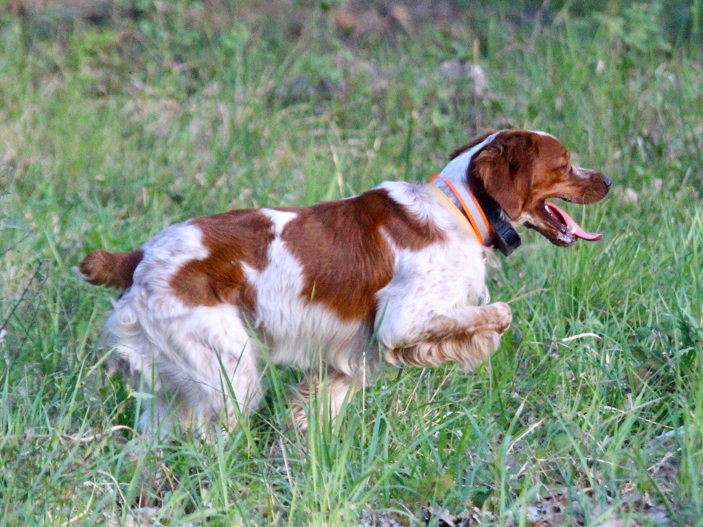 Du Vallon D'Iron - CONCOURS DE CHIENS D'ARRET A BAR SUR LOUP