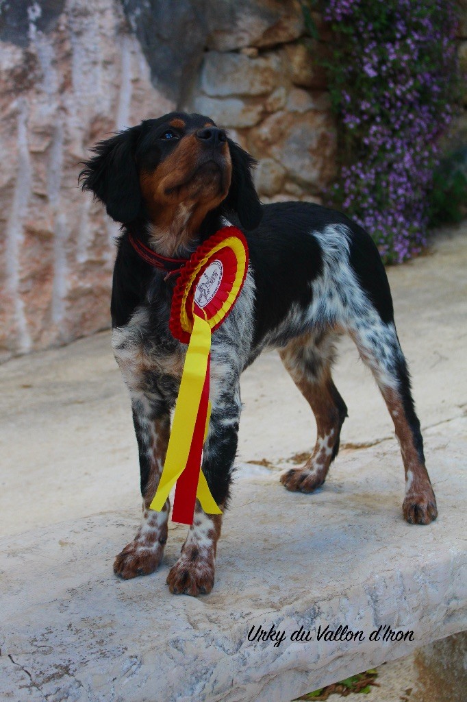 Du Vallon D'Iron - EXPOSITION SPECIALE DE RACE MARTIGUES