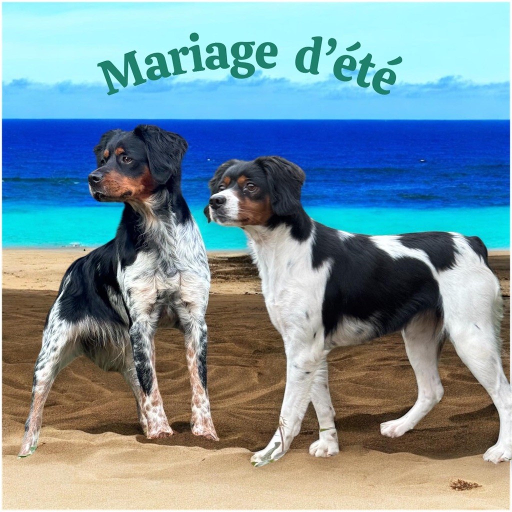 NOUVEAU MARIAGE ! 