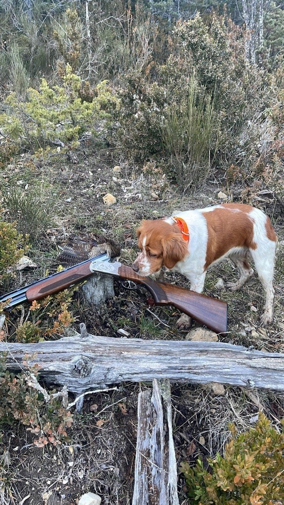 Du Vallon D'Iron - CHASSE A LA BECASSE