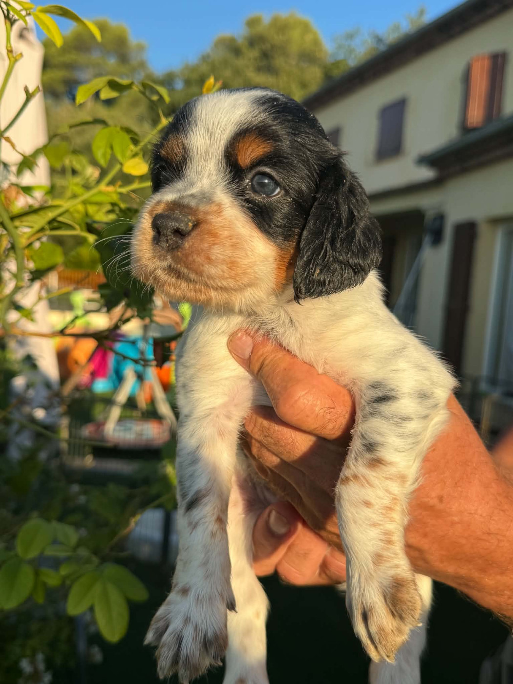 ROXANNE ET ATHOS