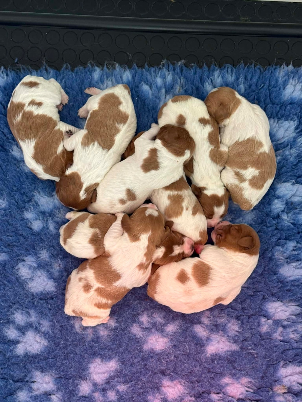 Du Vallon D'Iron - Chiots disponibles - Epagneul Breton