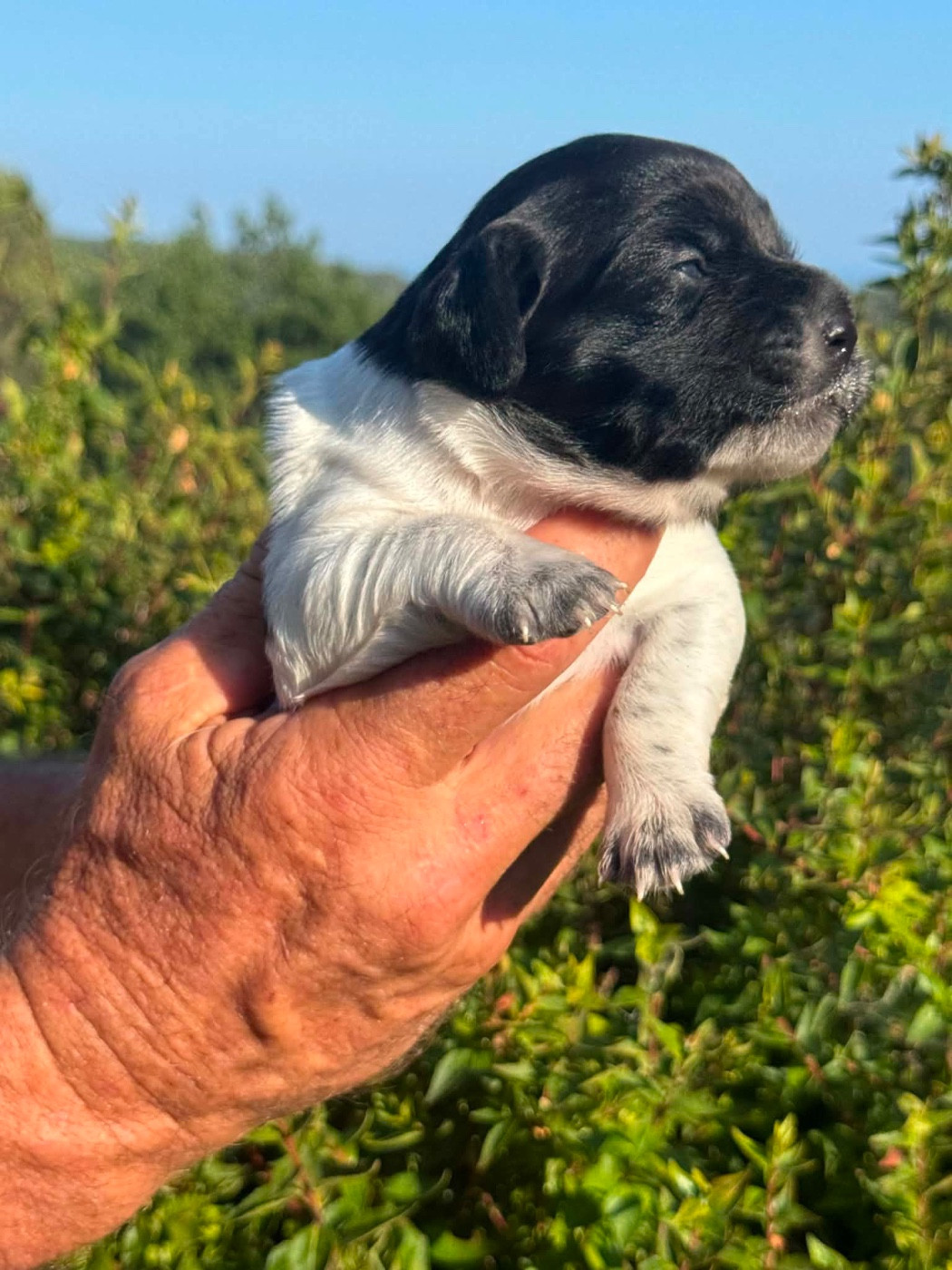 Du Vallon D'Iron - Chiots disponibles - Epagneul Breton