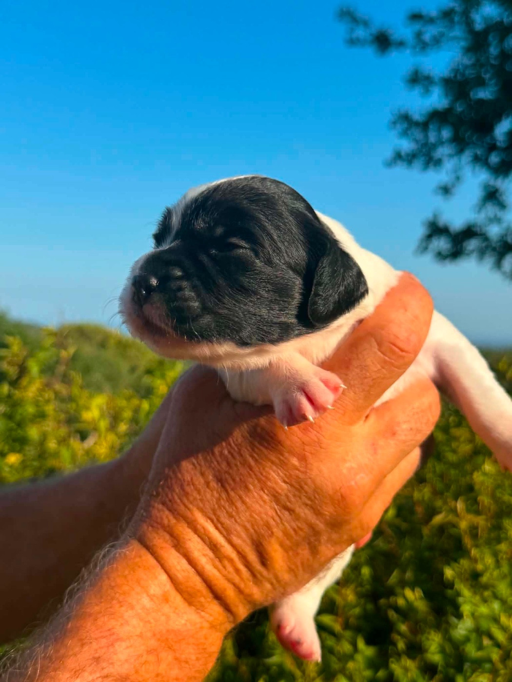 Du Vallon D'Iron - Chiots disponibles - Epagneul Breton