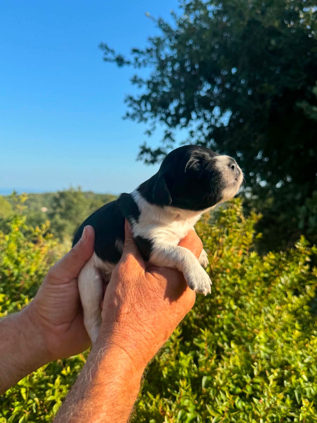 Du Vallon D'Iron - Chiots disponibles - Epagneul Breton