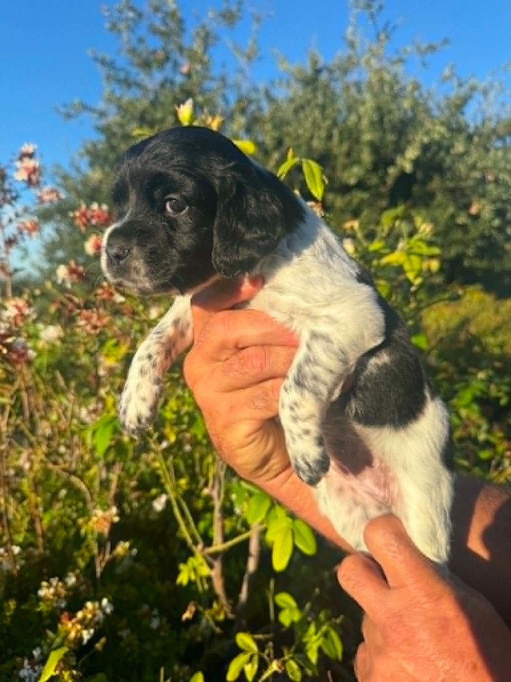 Du Vallon D'Iron - Chiots disponibles - Epagneul Breton