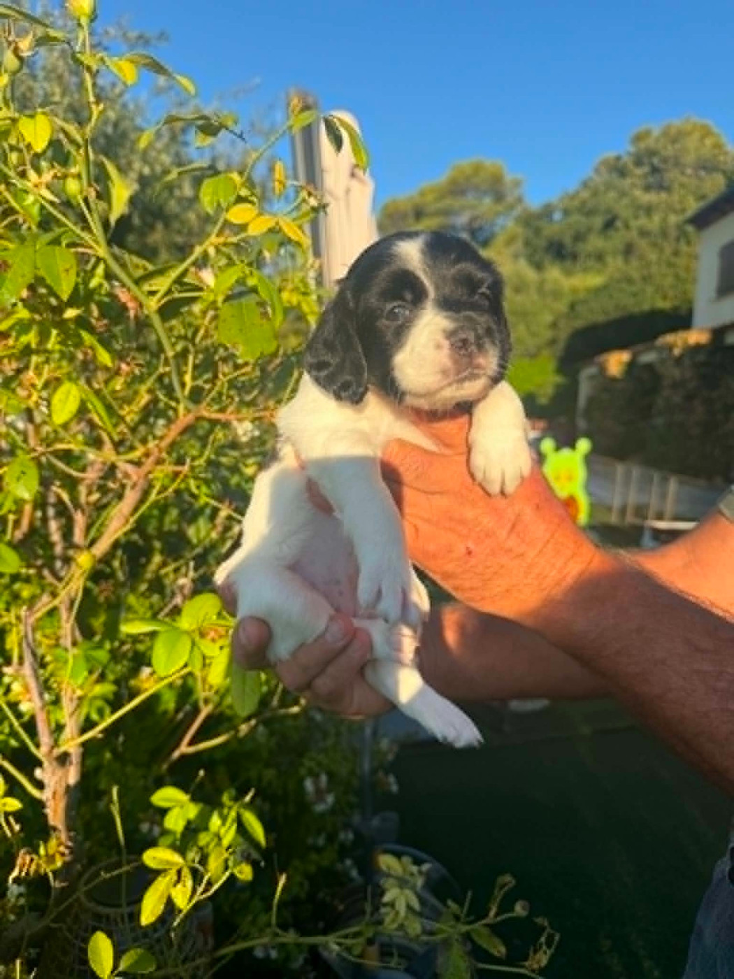 Du Vallon D'Iron - Chiots disponibles - Epagneul Breton