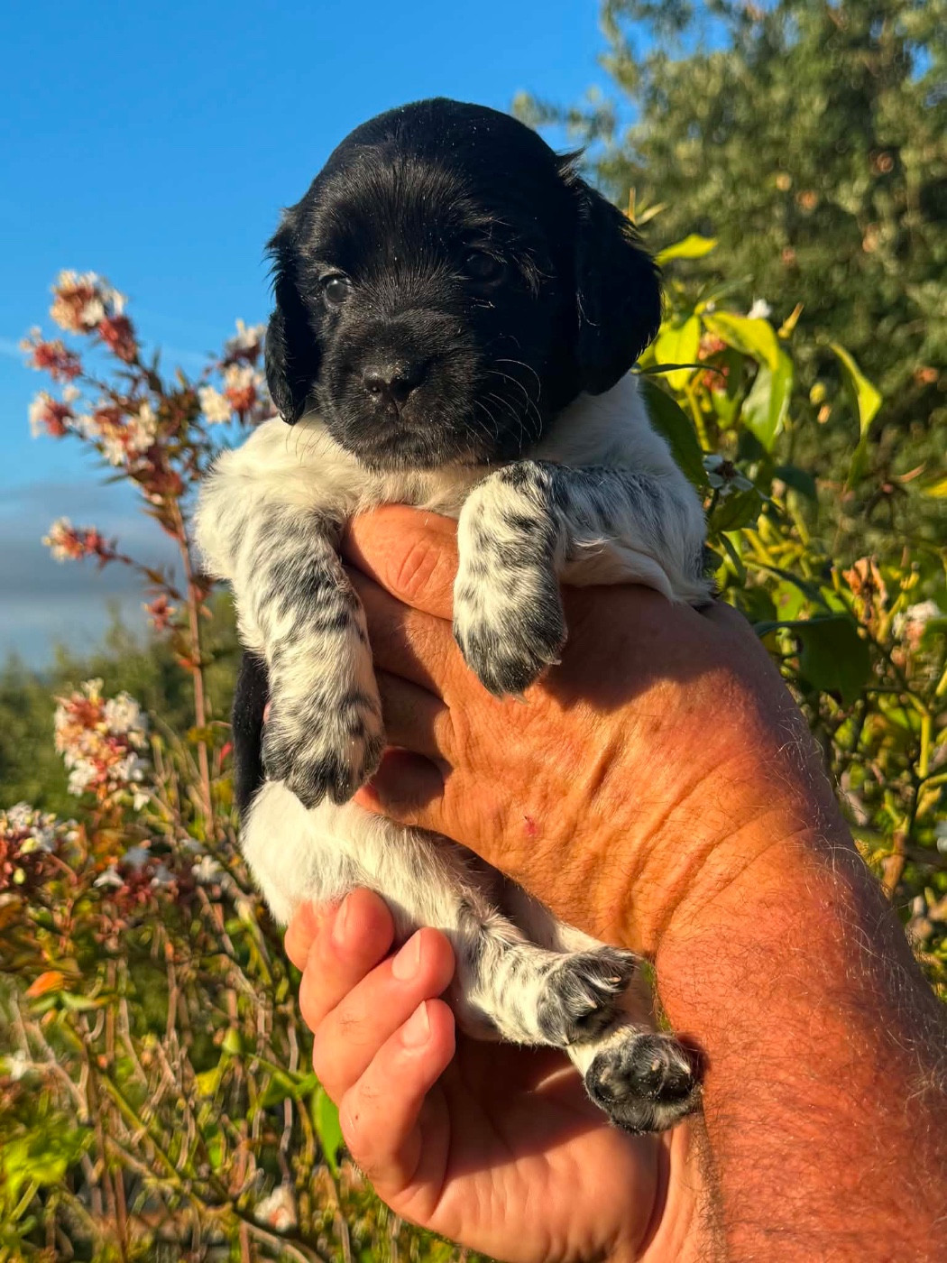 Du Vallon D'Iron - Chiots disponibles - Epagneul Breton