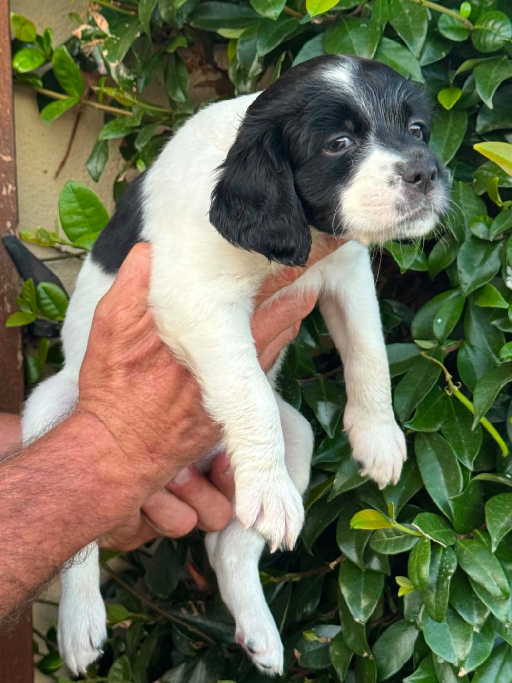Du Vallon D'Iron - Chiots disponibles - Epagneul Breton