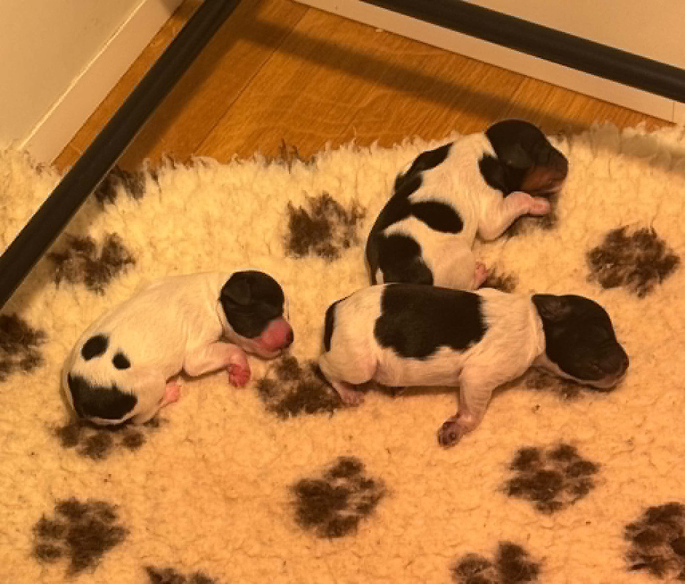 Du Vallon D'Iron - Chiots disponibles - Epagneul Breton