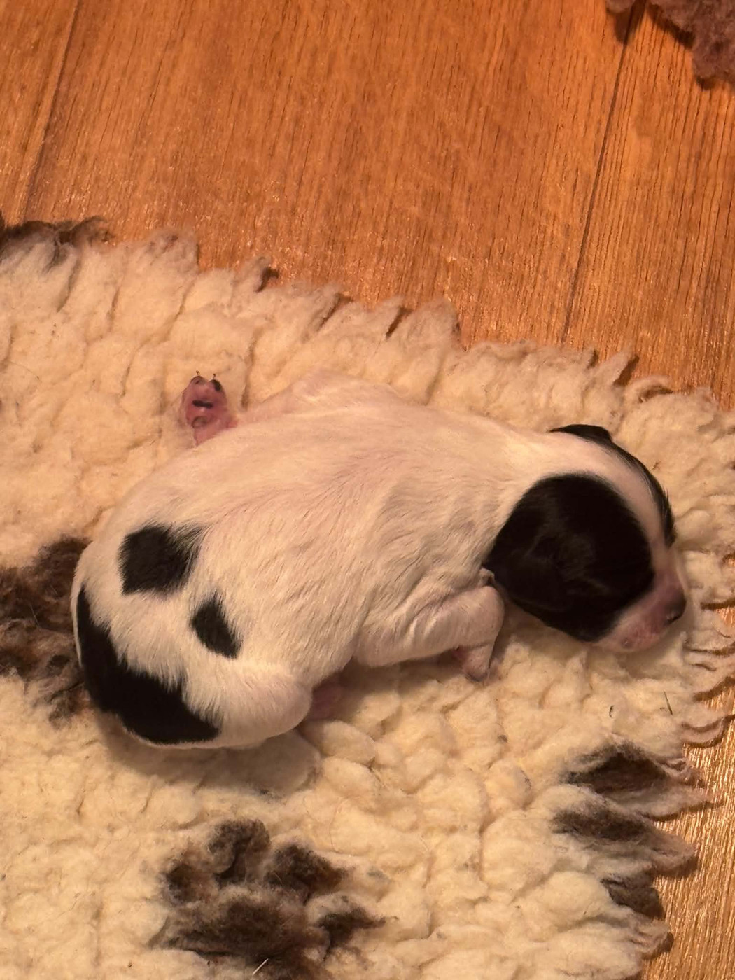 Du Vallon D'Iron - Chiots disponibles - Epagneul Breton