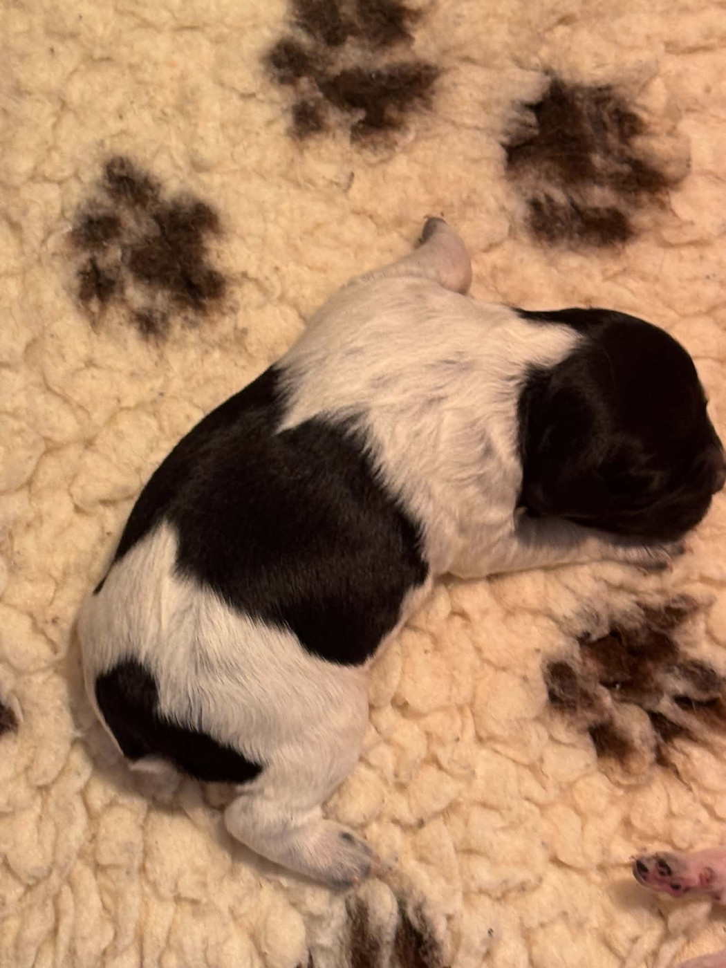 Du Vallon D'Iron - Chiots disponibles - Epagneul Breton
