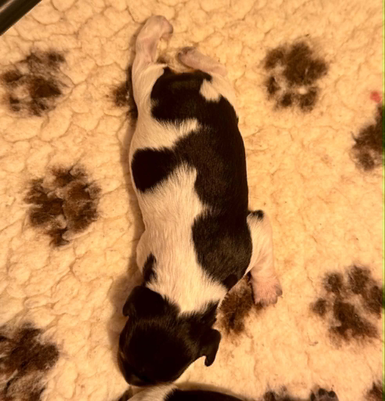 Du Vallon D'Iron - Chiots disponibles - Epagneul Breton