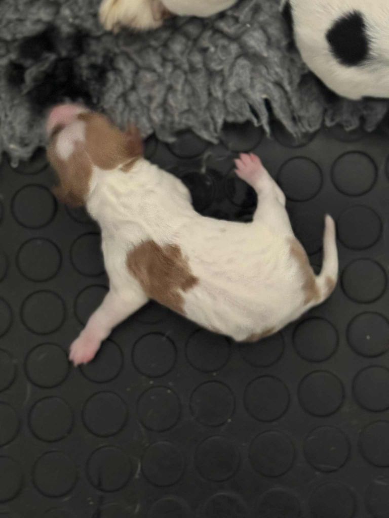 Du Vallon D'Iron - Chiots disponibles - Epagneul Breton