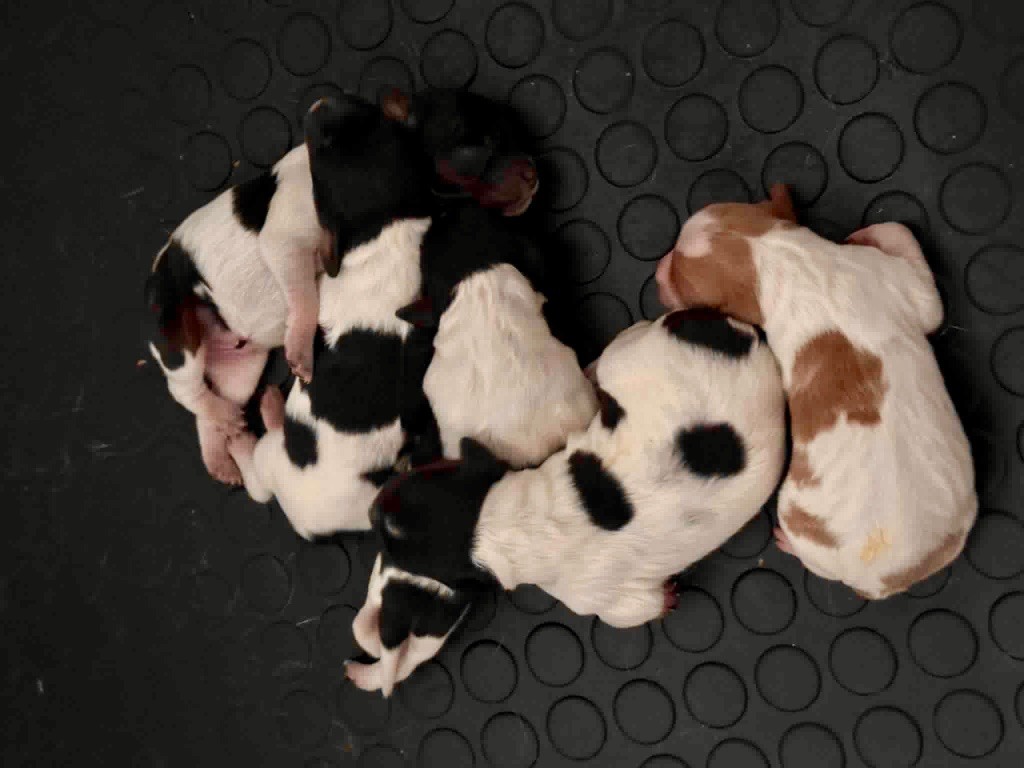 Du Vallon D'Iron - Epagneul Breton - Portée née le 22/09/2025