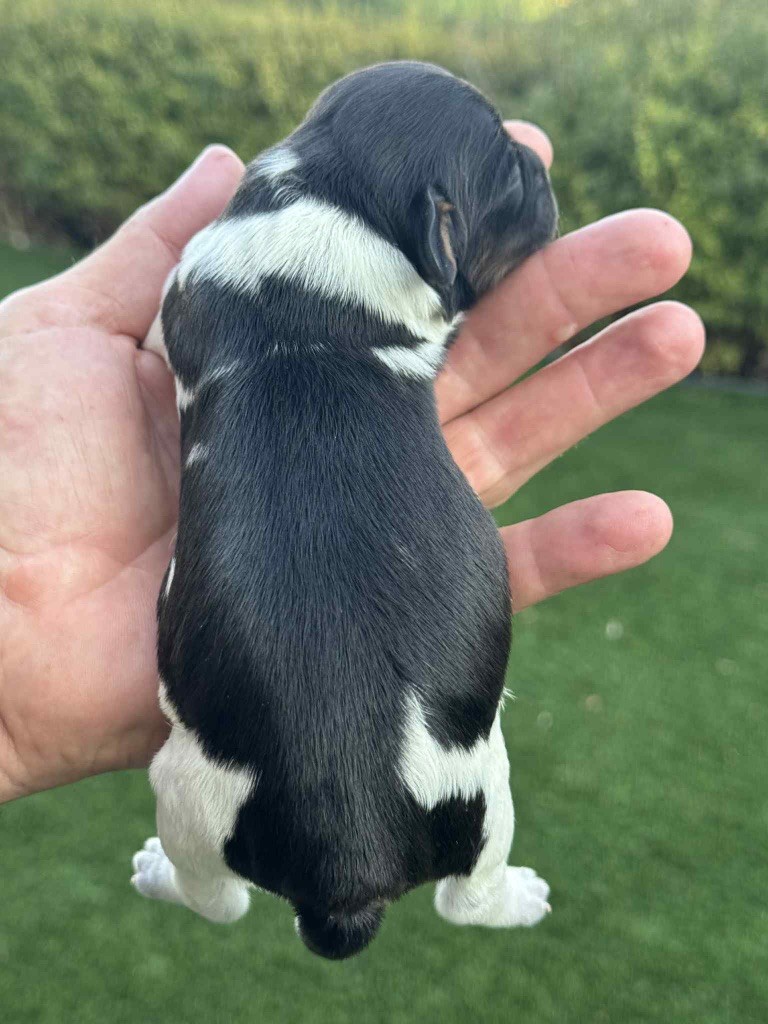 Du Vallon D'Iron - Chiots disponibles - Epagneul Breton