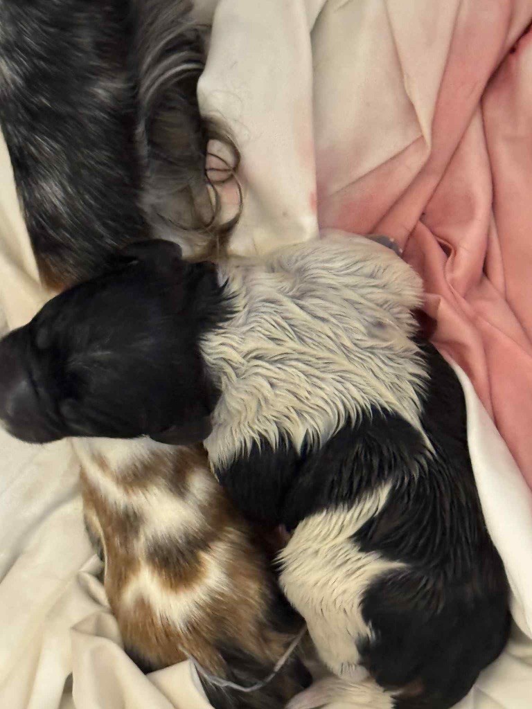 Du Vallon D'Iron - Chiots disponibles - Epagneul Breton