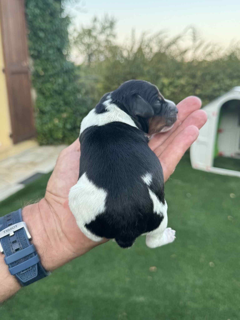 Du Vallon D'Iron - Chiots disponibles - Epagneul Breton