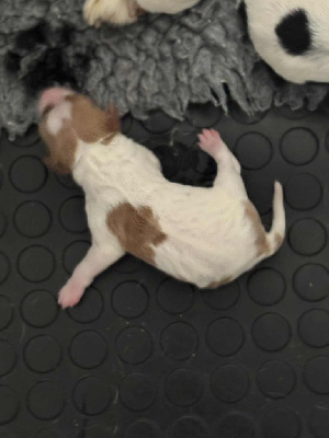 CHIOT ORANGE ET BLANC