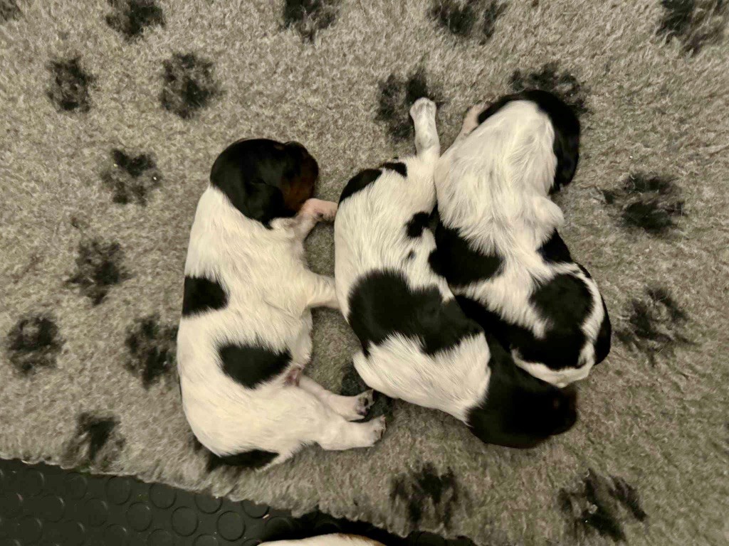 Du Vallon D'Iron - Chiots disponibles - Epagneul Breton