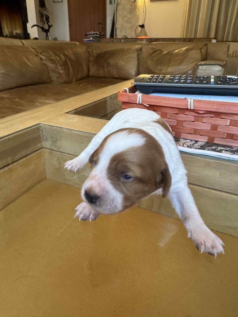 Du Vallon D'Iron - Chiots disponibles - Epagneul Breton